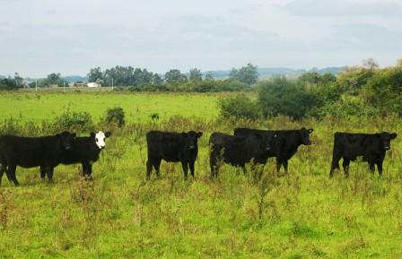 158_cows black herd1