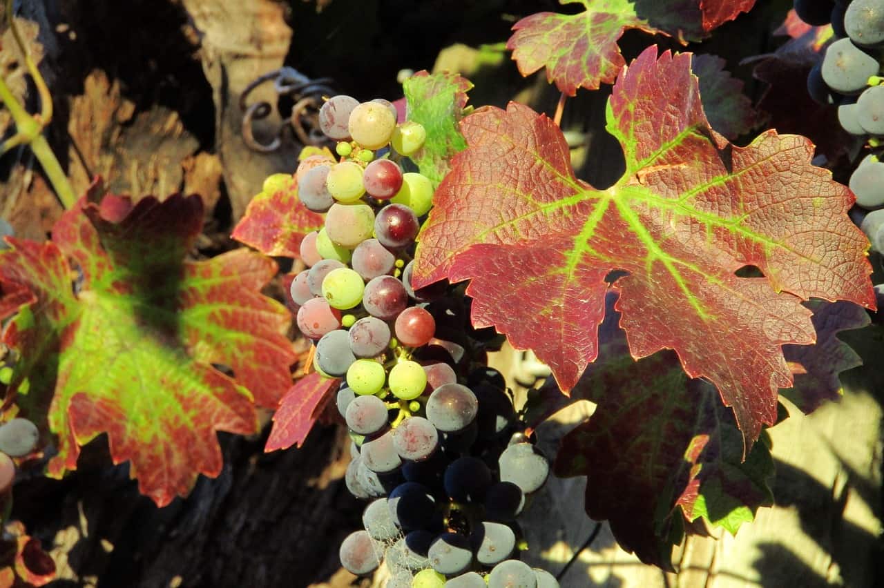 Vineyard of 10 hectares in vecinity of Punta del Este
